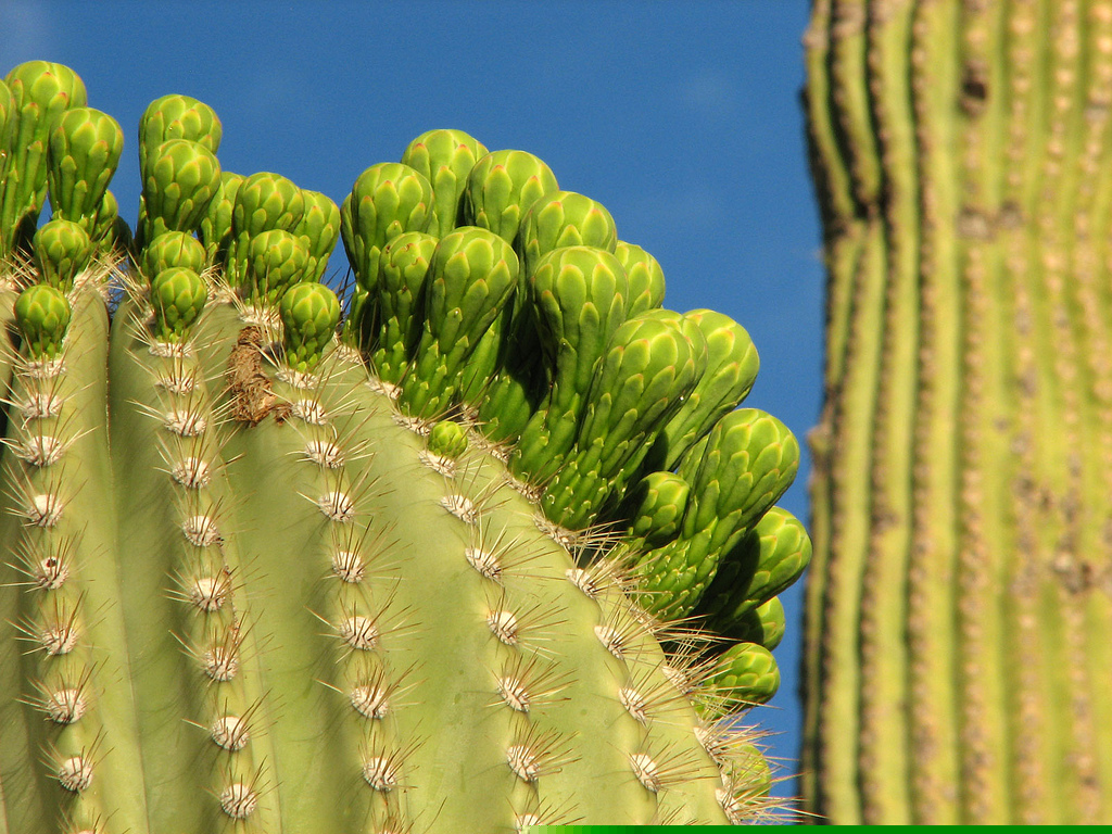 Saguaro Cactus